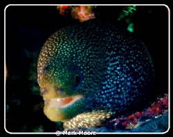 SPOTTED MORAY TAKEN ON ALICE IN WONDERLAND REEF CURACAO by Mark Moore 